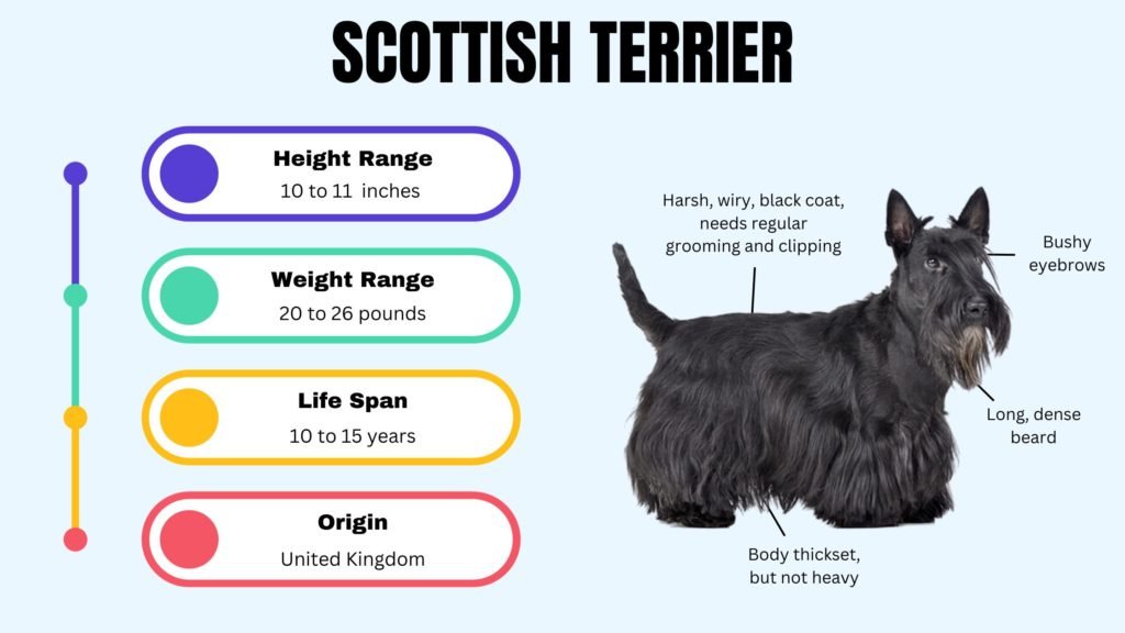 SCOTTISH TERRIER info