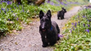 SCOTTISH TERRIER v