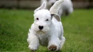 SEALYHAM TERRIER