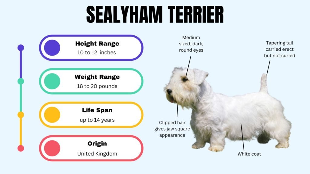 SEALYHAM TERRIER info