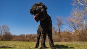 The Black Russian Terrier v