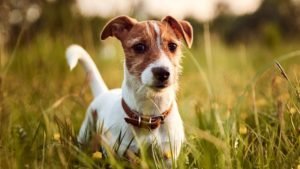 Jack Russell Terrier