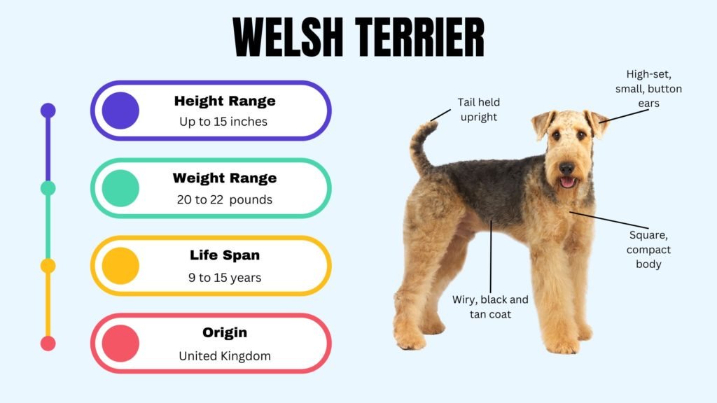 WELSH TERRIER info