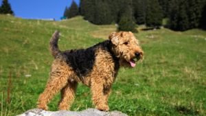 WELSH TERRIER v