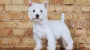 West Highland Terrier