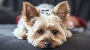 Yorkshire Terrier v