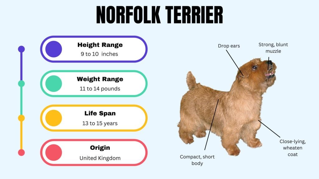 norfolk terrier info