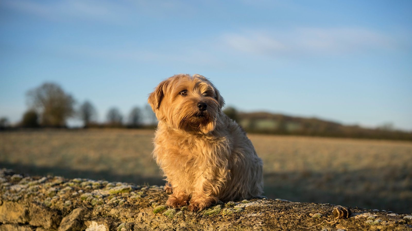 Norfolk Terrier: The Canine Icon