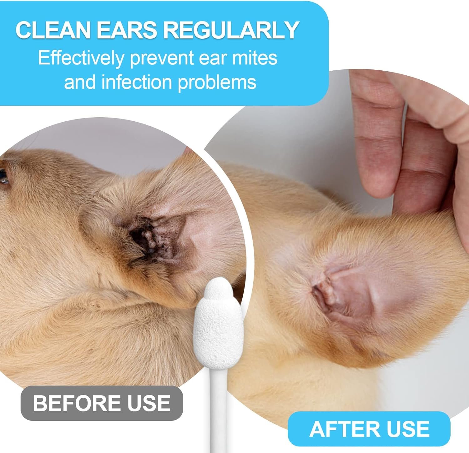 How to Clean Goldendoodle Ears Preventing Infections