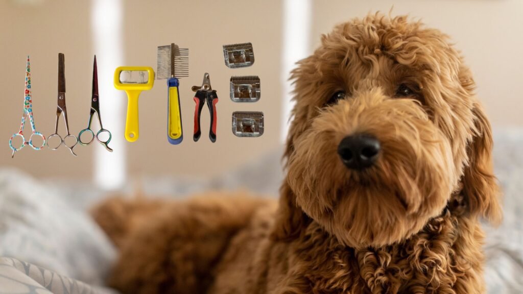 Goldendoodles Grooming Tools