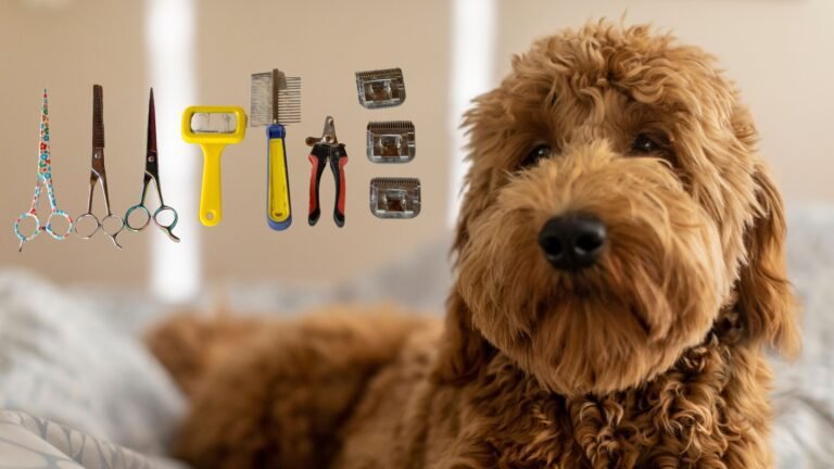 Goldendoodles Grooming: The Ultimate Toolkit for Perfect Care